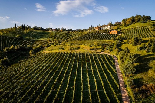 Terre del Vescovado - EVENTO: Andare per Vigne - Il Cipresso